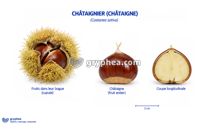 Fruit du Châtaignier (châtaigne) - gryphea.com
